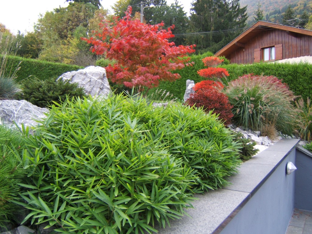 couleur d'automne Acer palmatum 'Osakasuki'