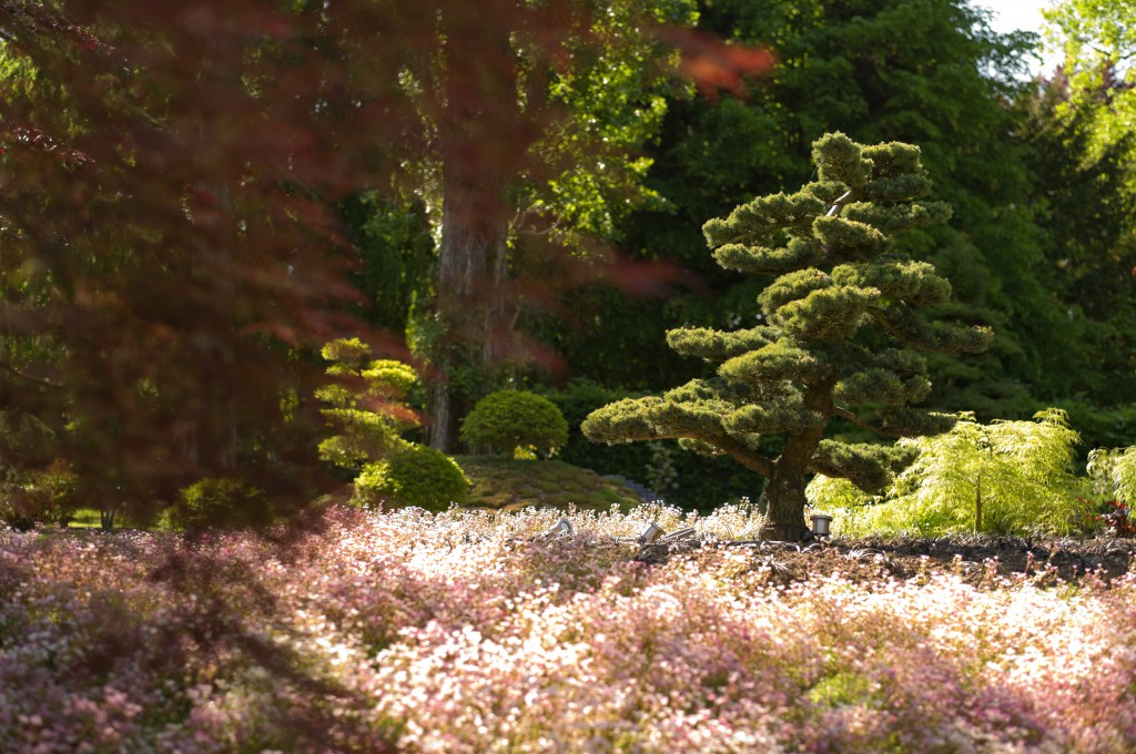 Pinus parviflora sur floraison de saxifrage Pinus parviflora sur floraison de saxifrage