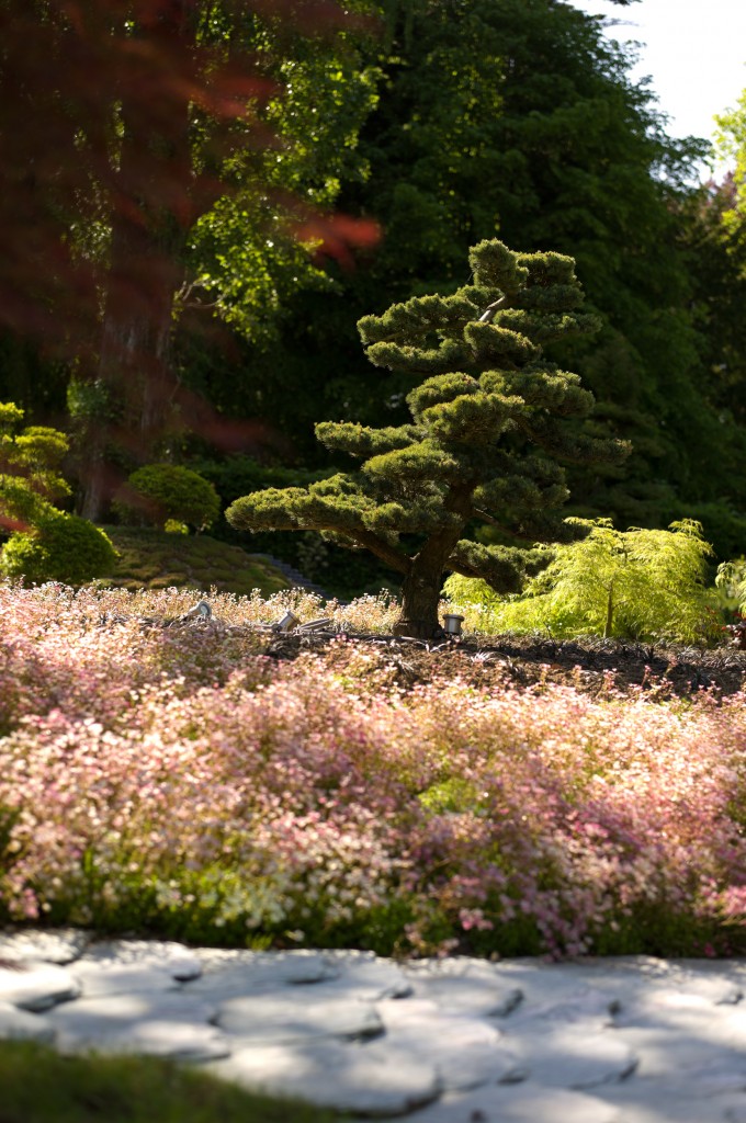 Pinus parviflora