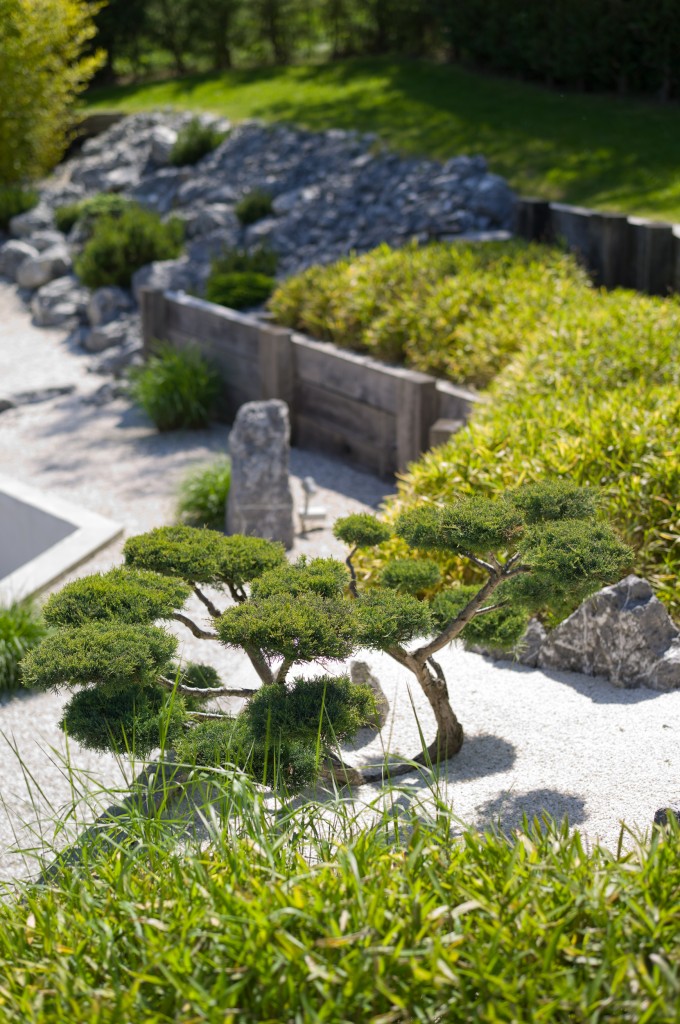 Juniperus chinensis pfitzeriana 'Glauca'