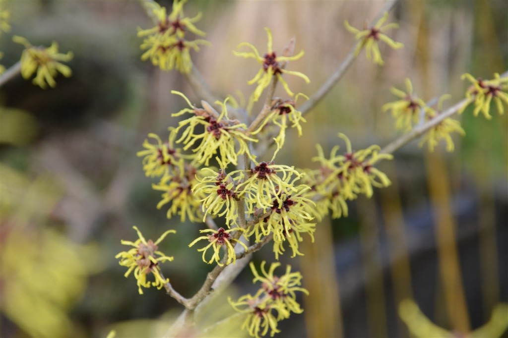 Hamamelis 'Arnold Promise' et sa floraison jaune ...