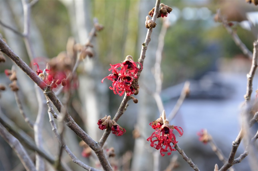 Hamamelis 'Diane' et sa floraison rouge ...