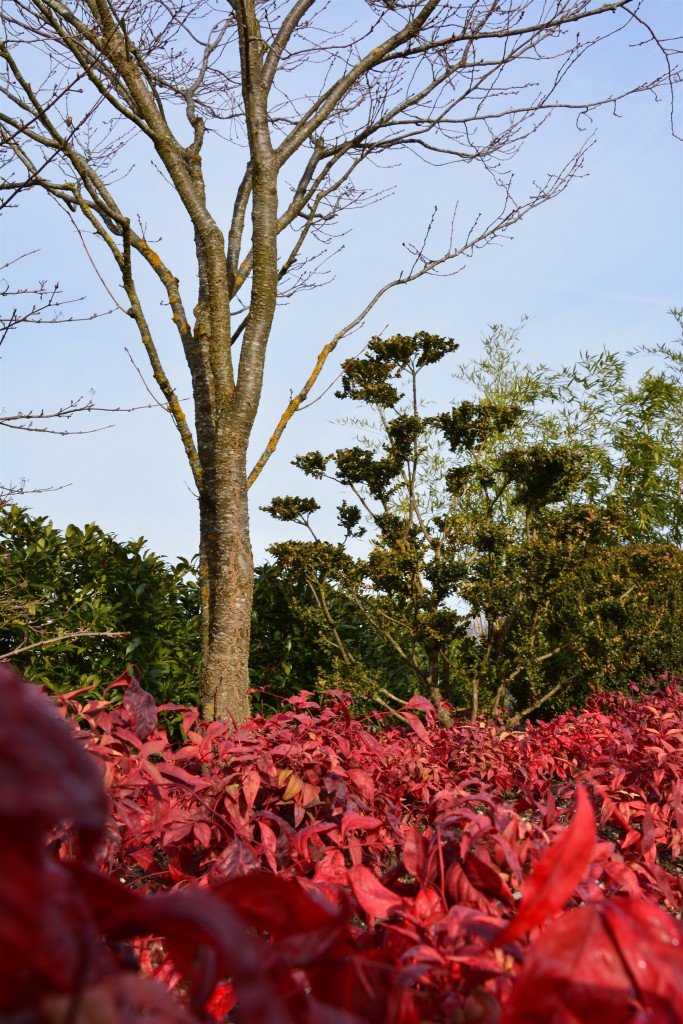 Nandina 'Firepower'