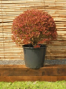 Enkianthus campanulatus boule