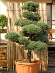 Pinus pentaphylla 2