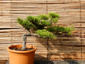 Pinus thunbergii 1