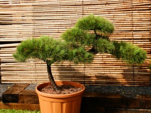 Pinus thunbergii 2