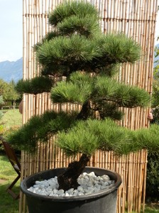 Pinus thunbergii 3