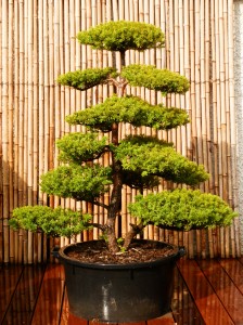 Taxus cuspidata nuage 2