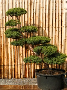 Taxus cuspidata 4