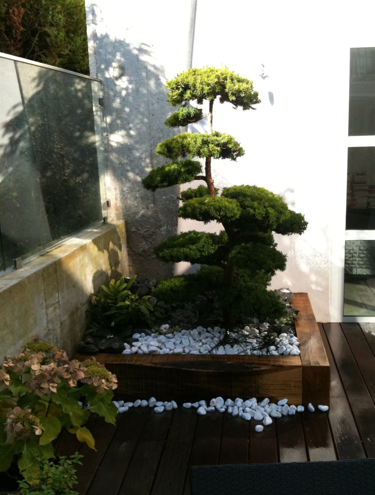 Planté dans un petit jardin terrasse privé à Annecy. La jardinière est incrustée dans la terrasse en ipé.